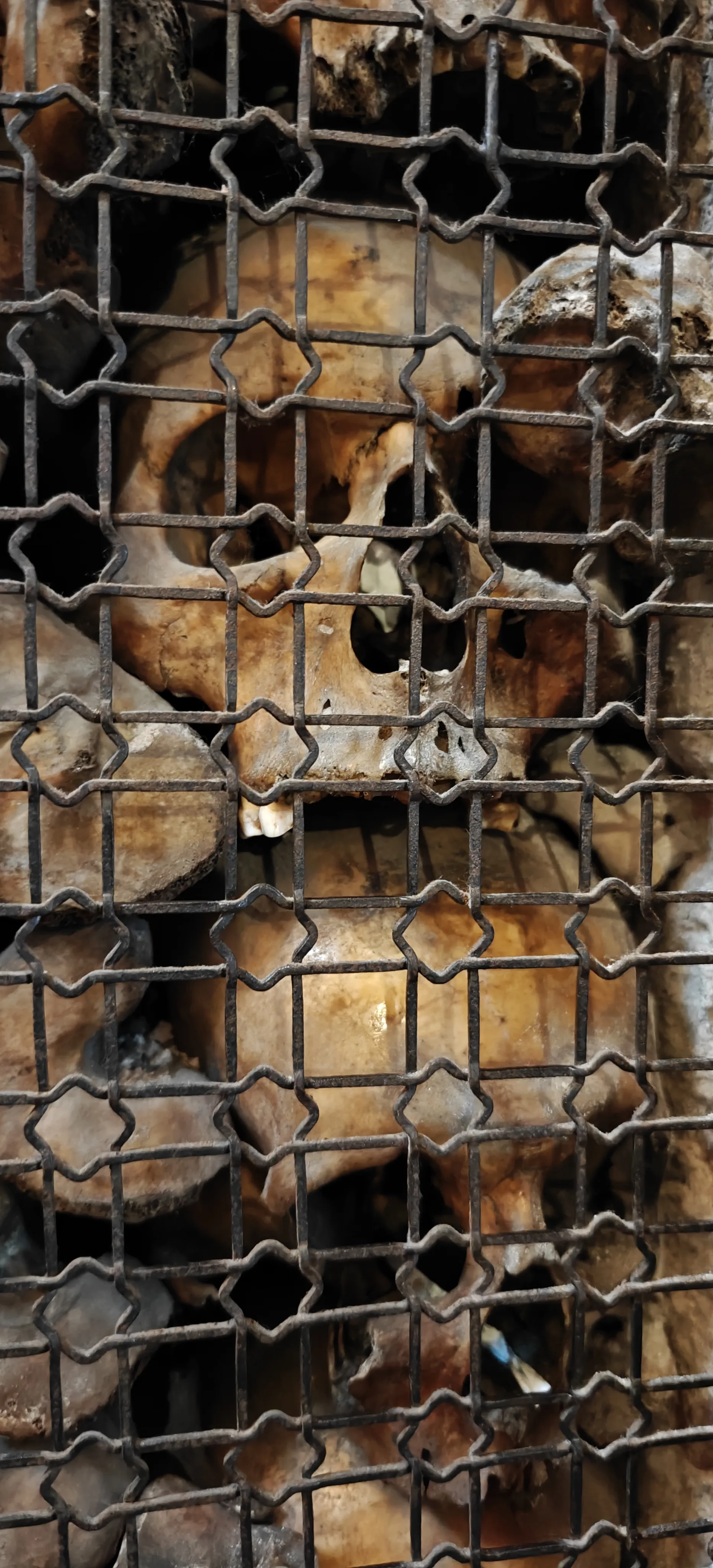 A stack of skulls behind a wire screen.