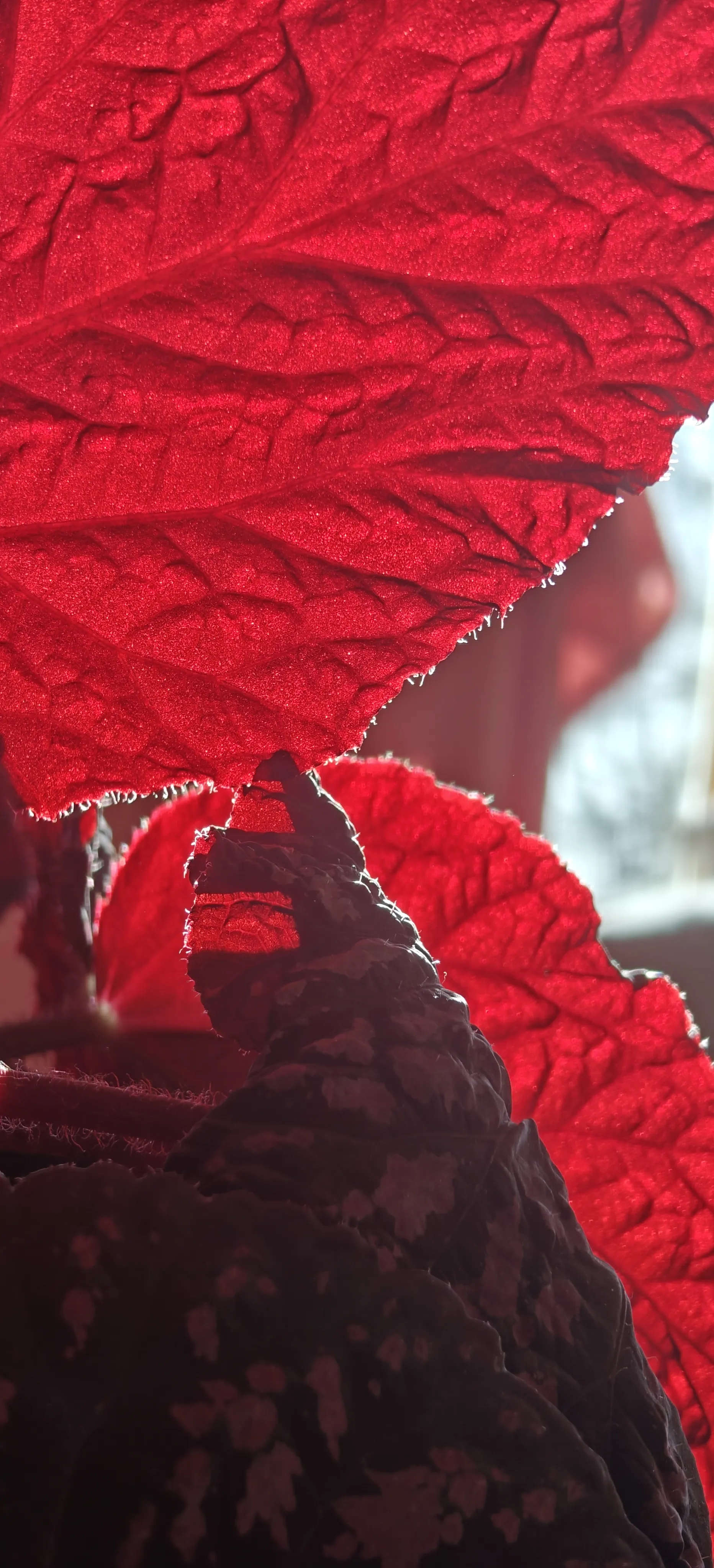 A red leaf with a glowing halo