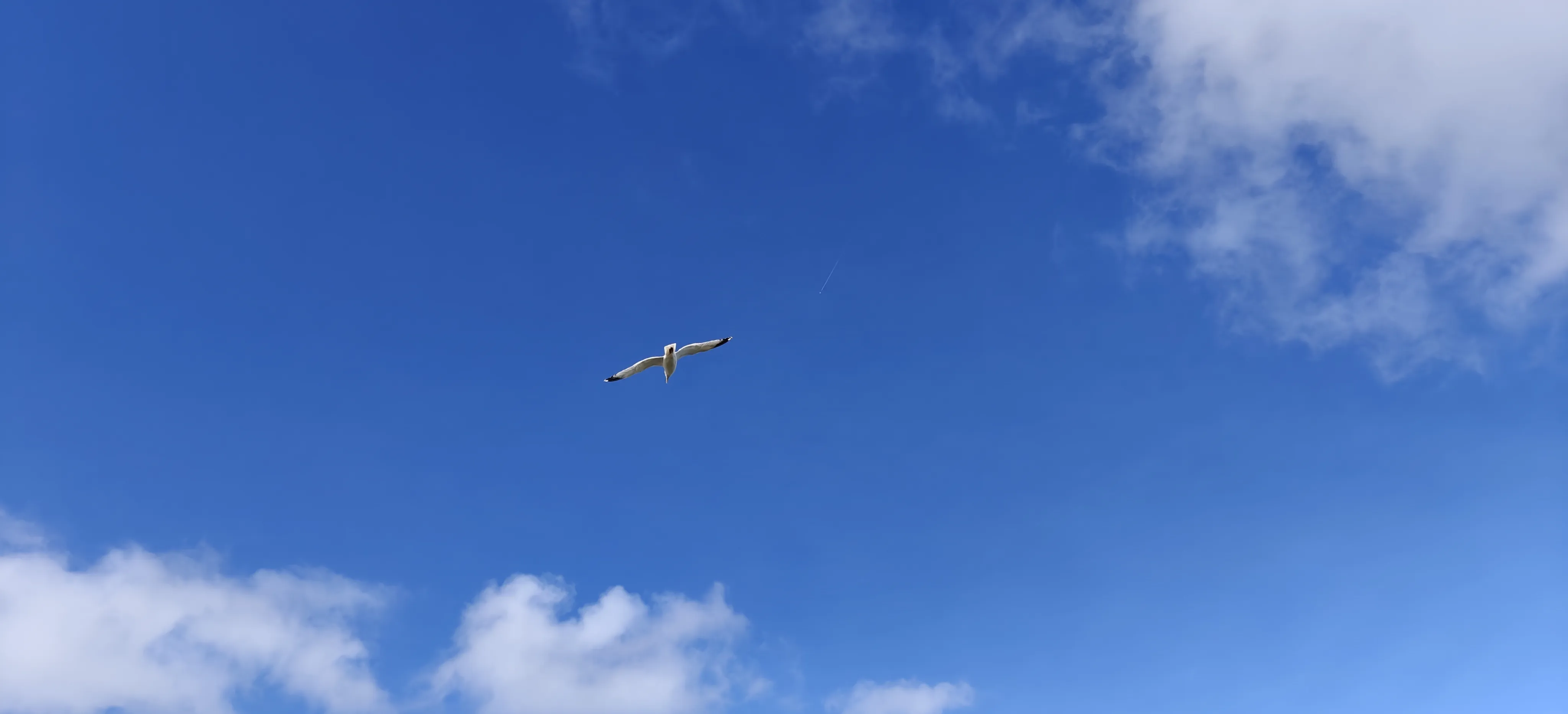 A seagull gliding.